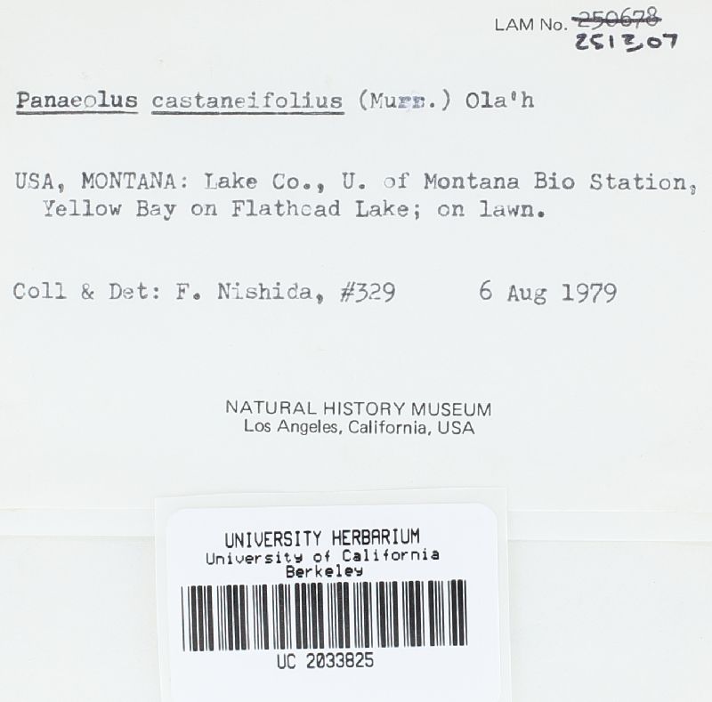 Panaeolus castaneifolius image