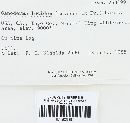 Ganoderma lucidum image
