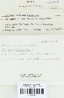 Boletus subtomentosus image