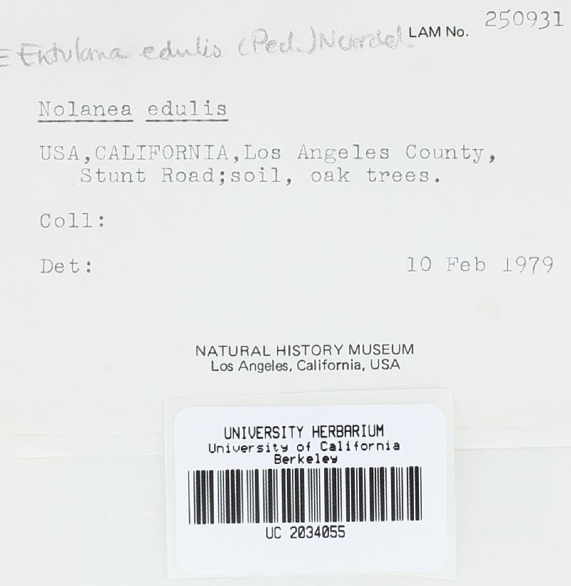 Entoloma edulis image