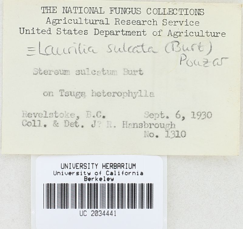 Laurilia sulcata image