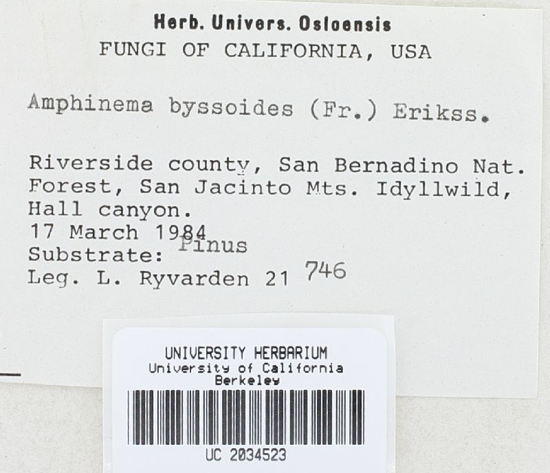 Amphinema byssoides image
