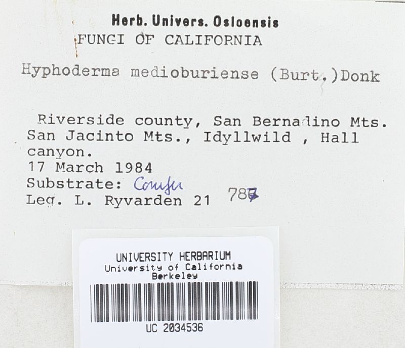 Hyphoderma medioburiense image