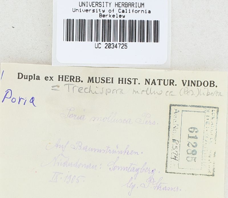 Trechispora mollusca image