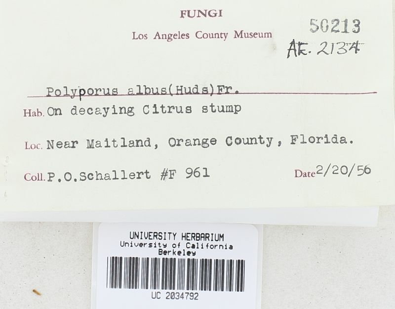 Polyporus albus image