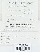 Psilocybe herrerae image