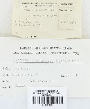 Galiella rufa image