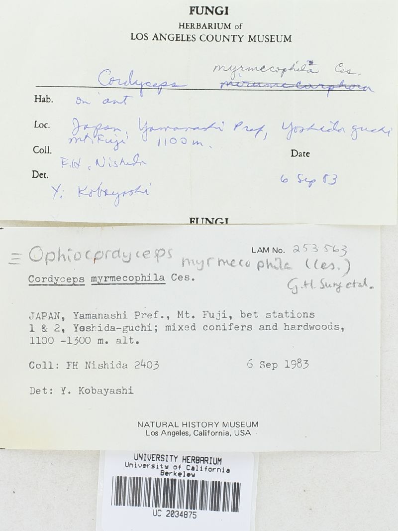 Ophiocordyceps myrmecophila image