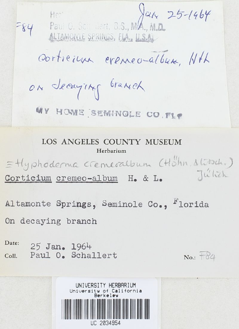 Hyphoderma cremeoalbum image