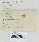 Polyporus guianensis image
