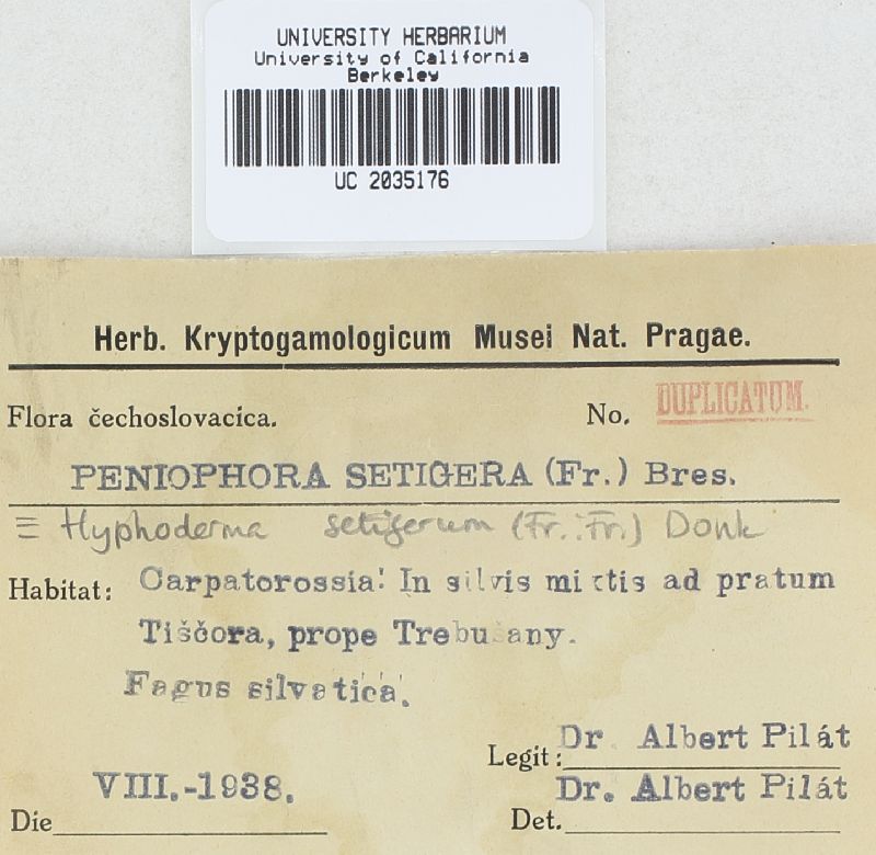Hyphoderma setigerum image