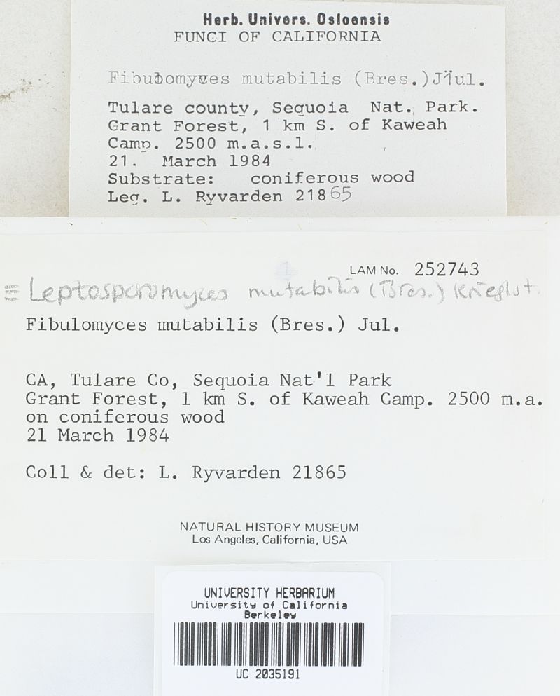 Fibulomyces mutabilis image