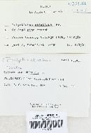 Trichaptum abietinum image