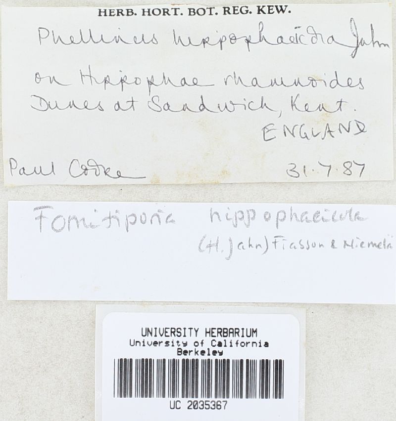 Fomitiporia hippophaeicola image