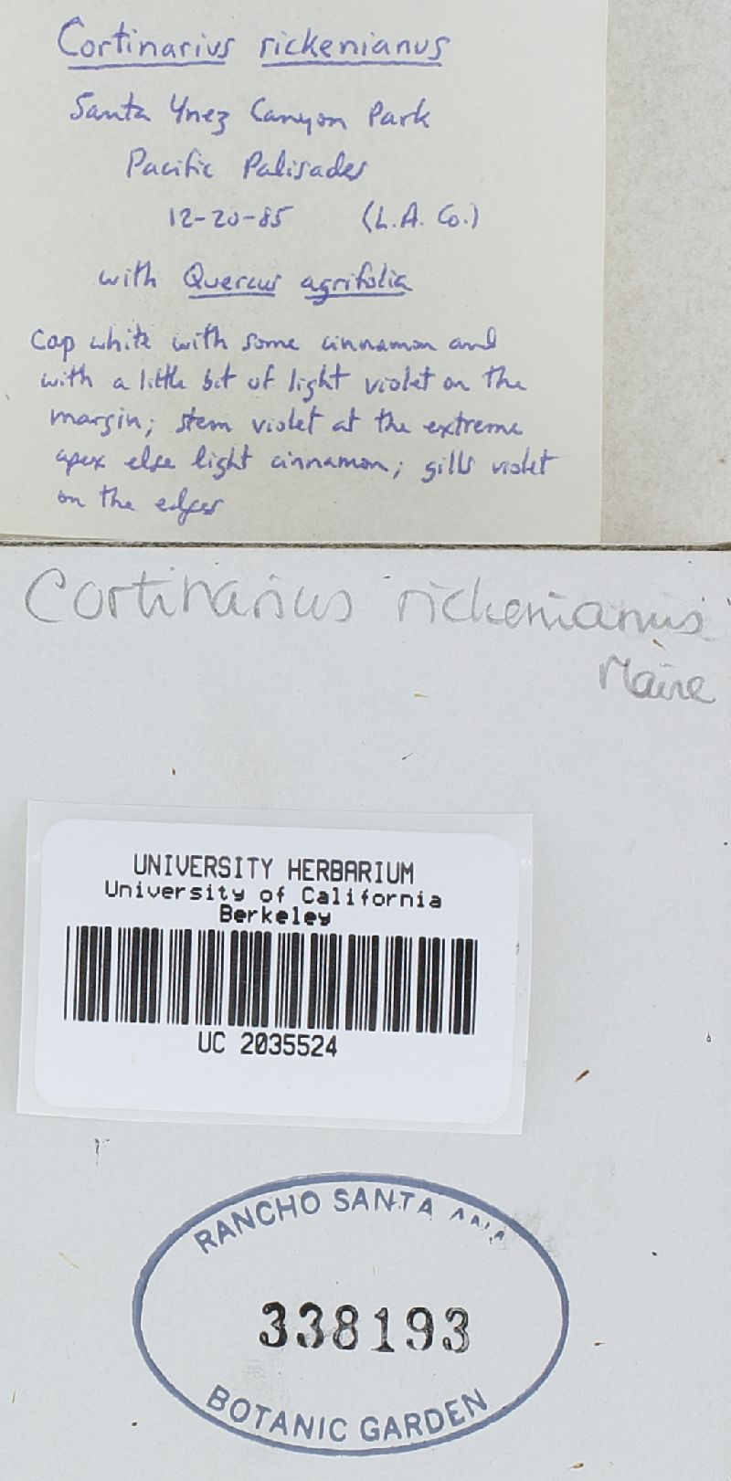 Cortinarius rickenianus image