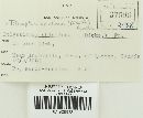 Trichaptum abietinum image