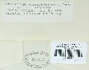 Coleosporium asterum image