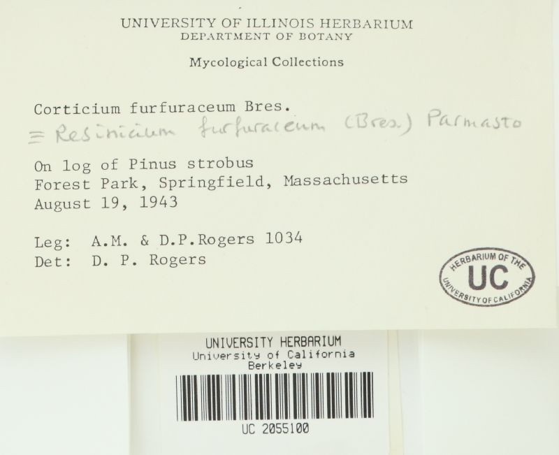 Resinicium furfuraceum image
