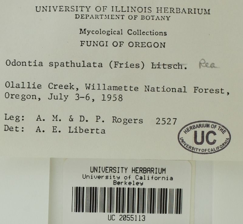 Odontia spathulata image