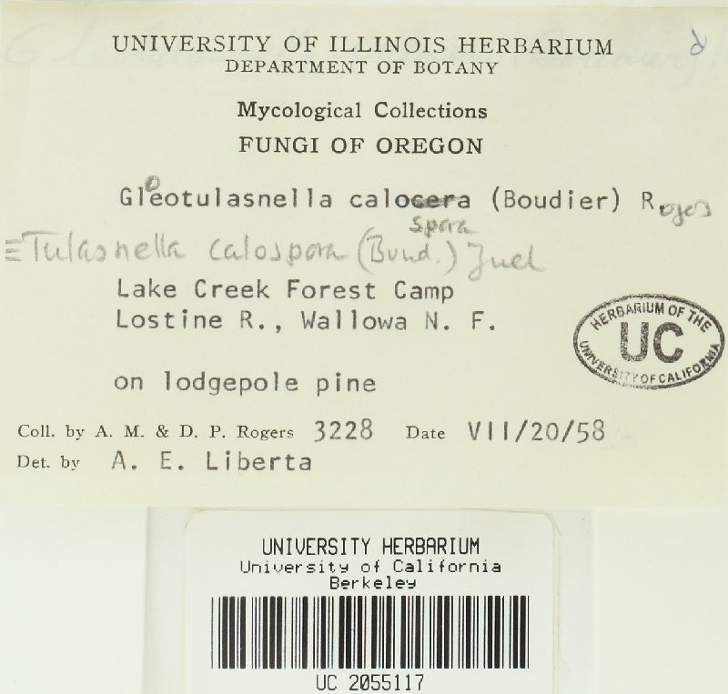 Tulasnella calospora image