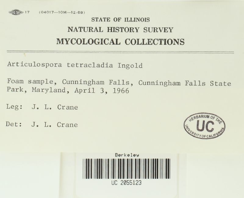 Hymenoscyphus tetracladius image