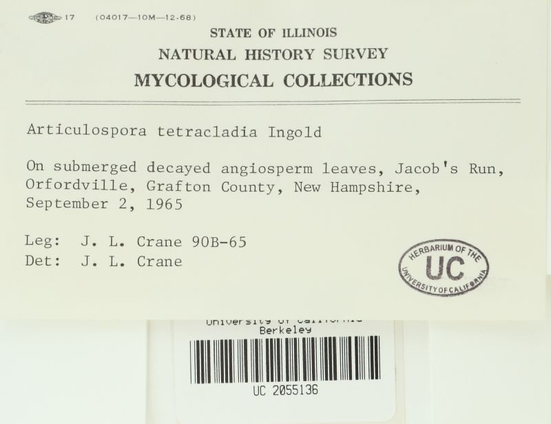 Hymenoscyphus tetracladius image