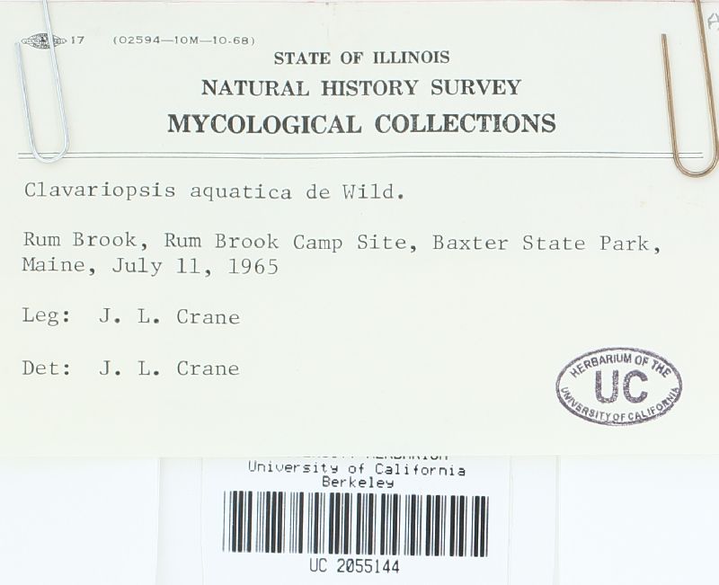 Clavariopsis aquatica image