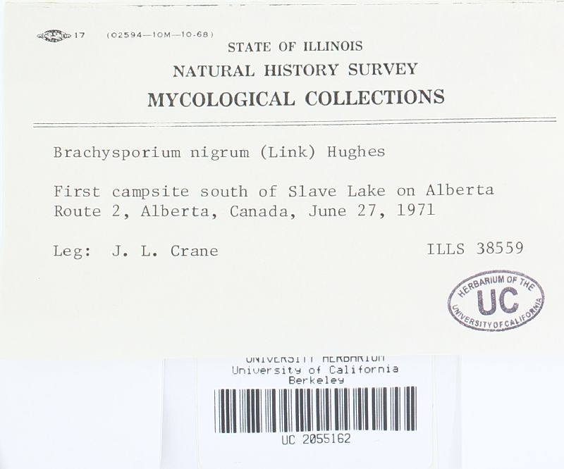Brachysporium nigrum image
