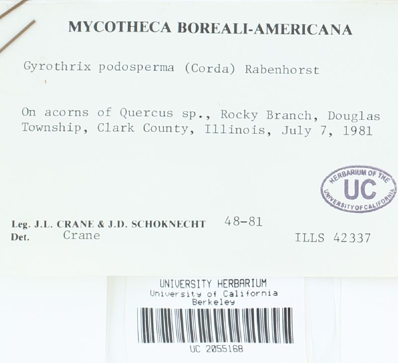 Gyrothrix podosperma image