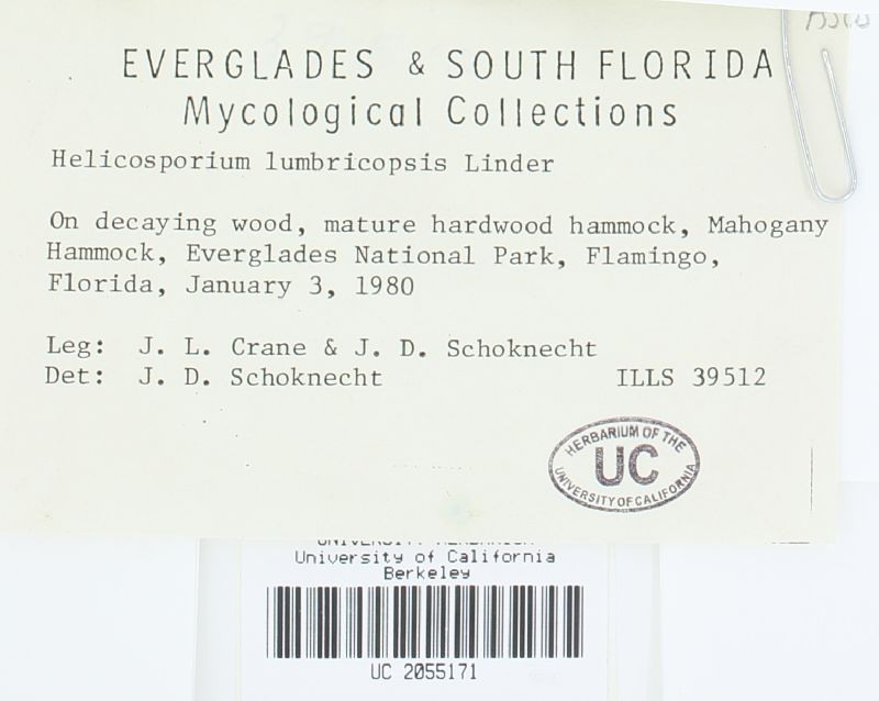 Helicosporium lumbricopsis image