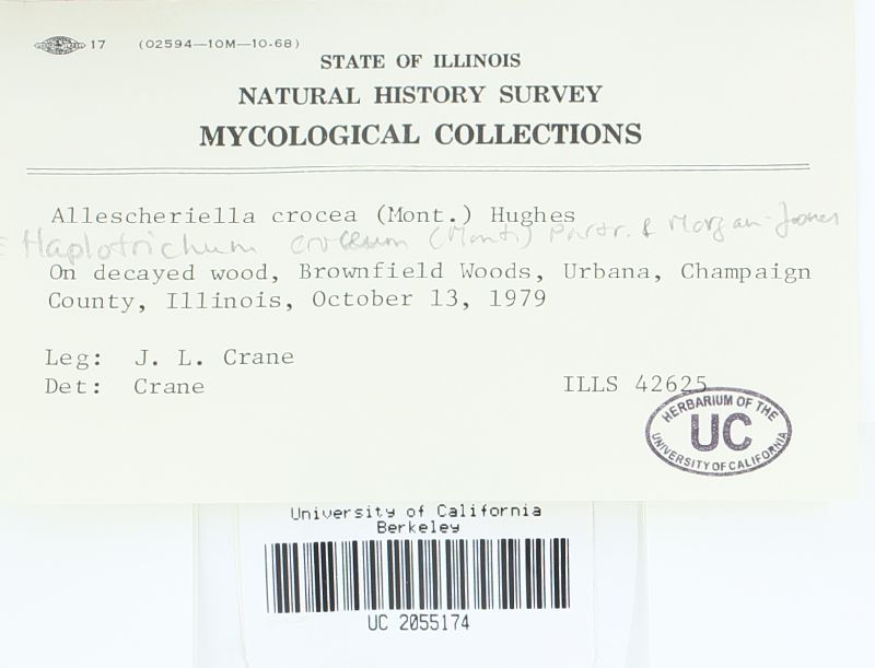 Haplotrichum croceum image