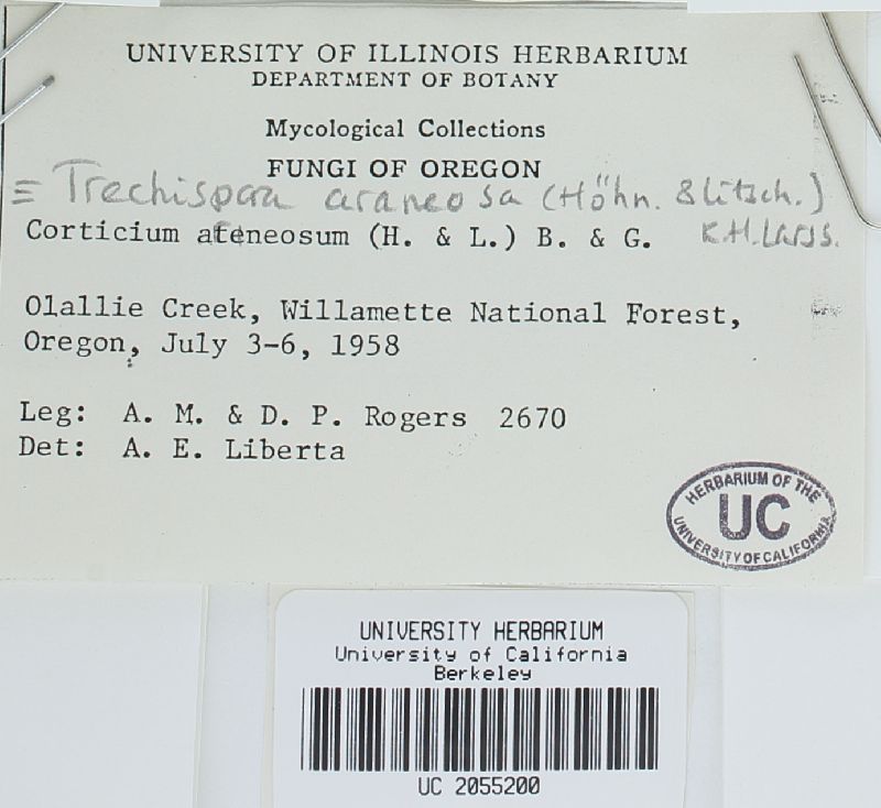 Trechispora araneosa image
