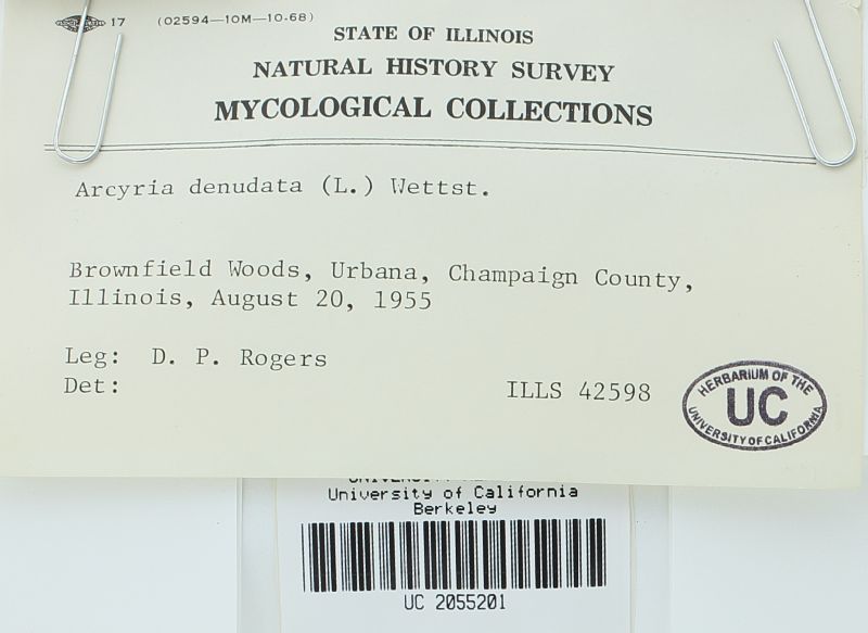 Arcyria denudata image