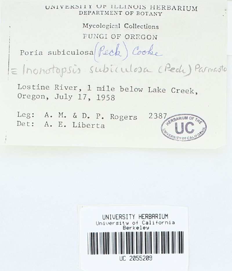 Inonotopsis subiculosa image