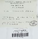Tomentellopsis echinospora image