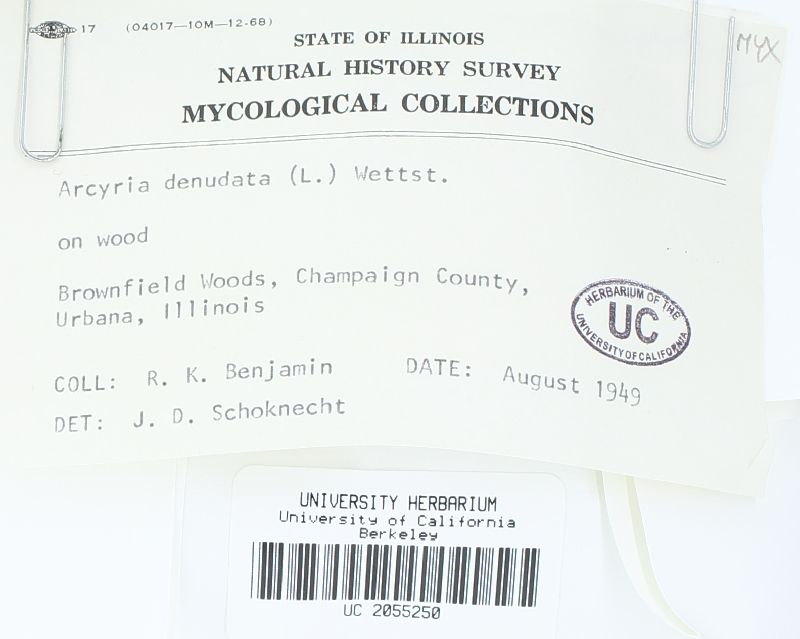 Arcyriaceae image