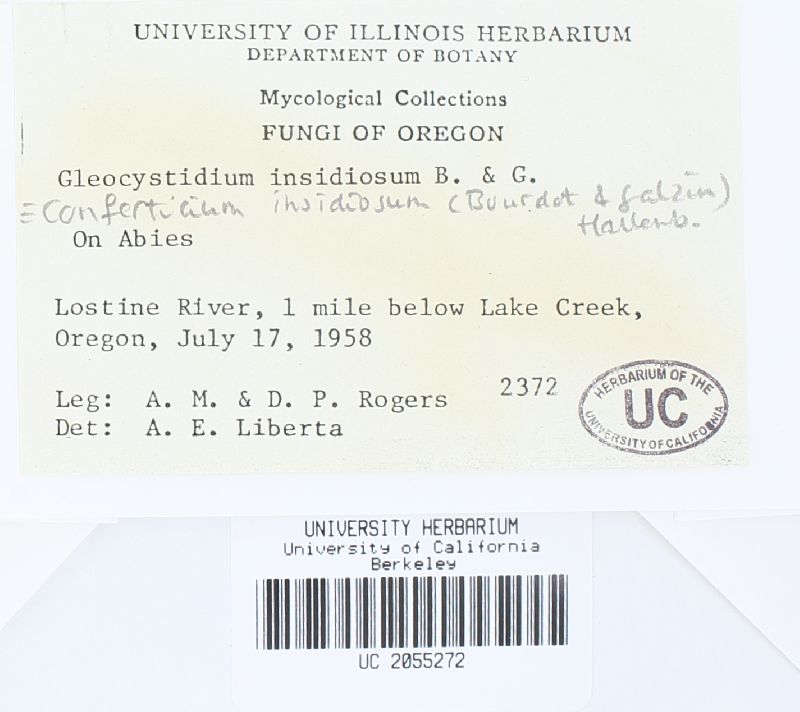 Conferticium insidiosum image