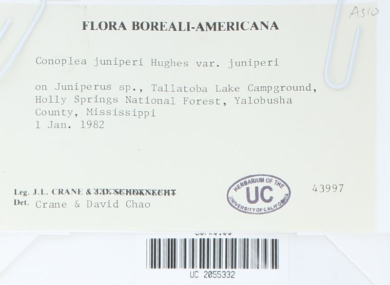 Conoplea juniperi var. juniperi image