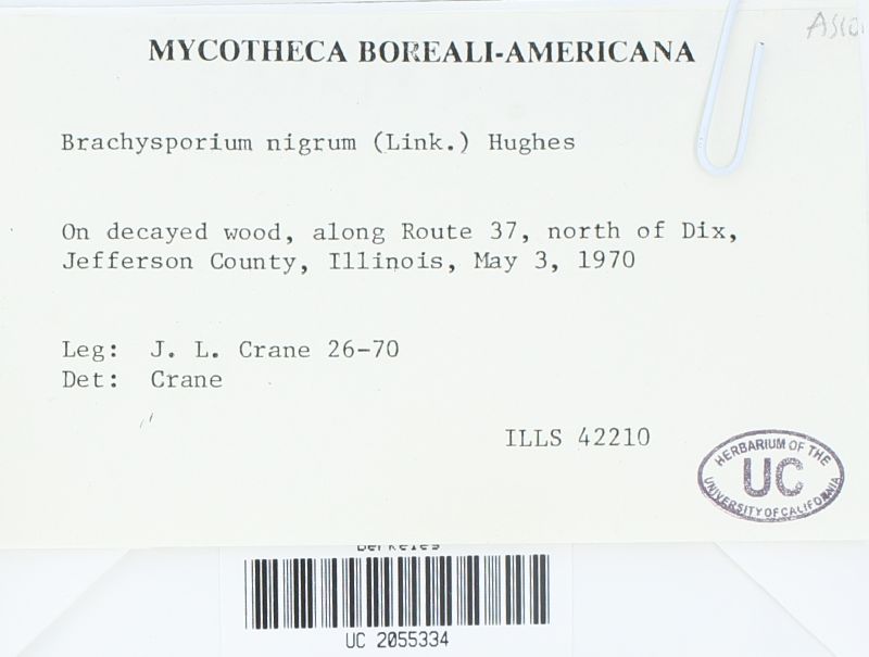 Brachysporium nigrum image