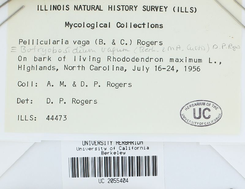 Botryobasidium vagum image