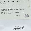 Trichaptum abietinum image