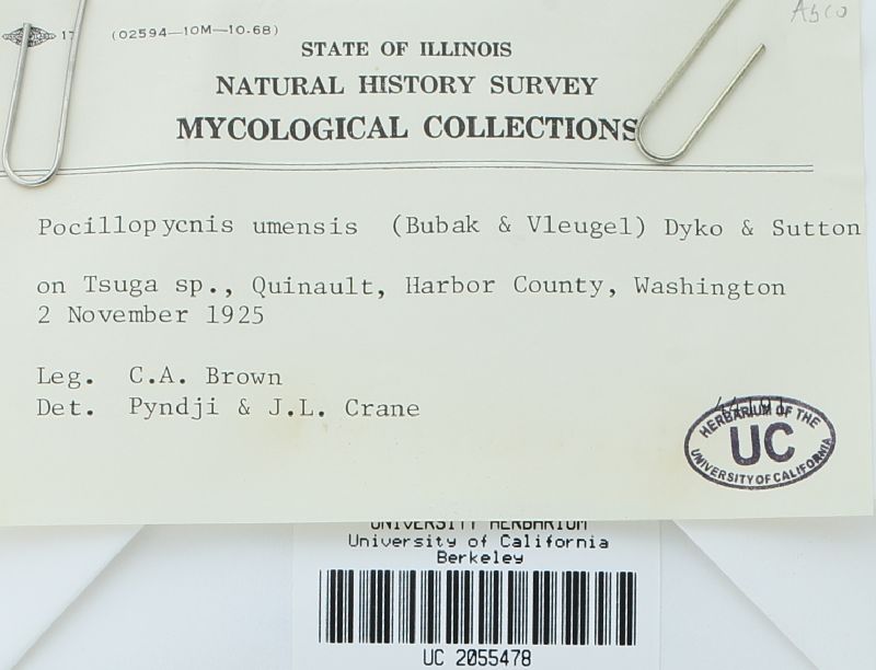 Pocillopycnis image