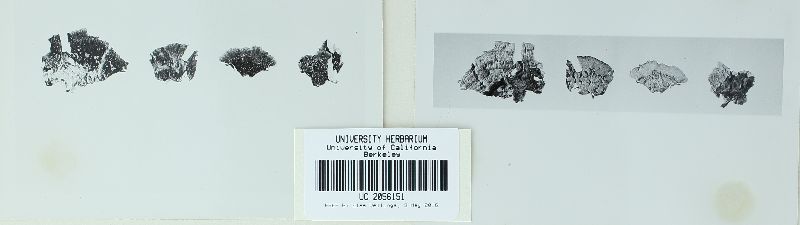 Phlebia faviformis image
