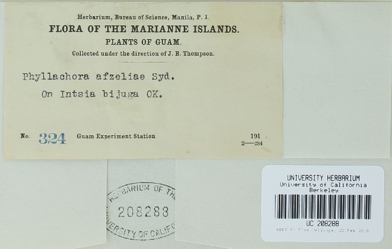 Phyllachora afzeliae image