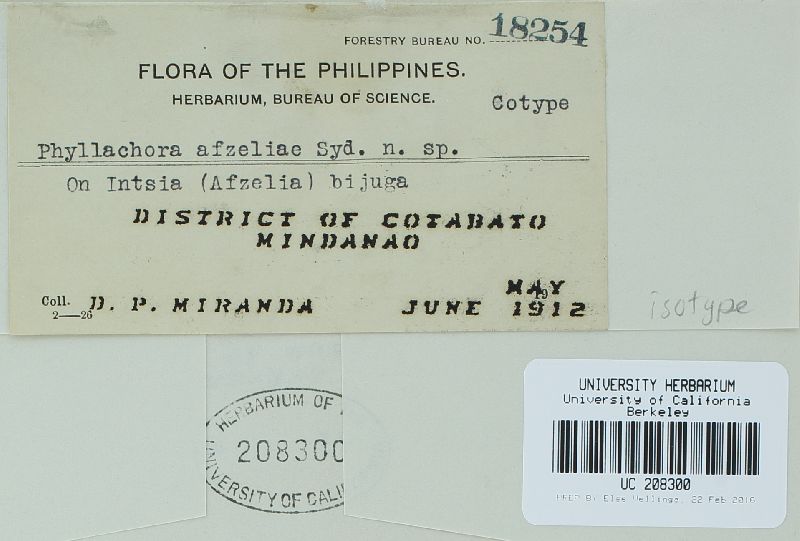 Phyllachora afzeliae image