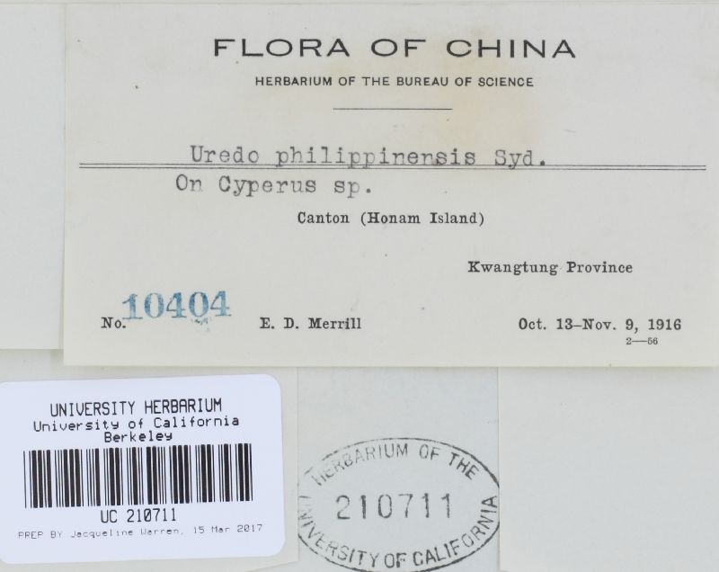 Uredo philippinensis image