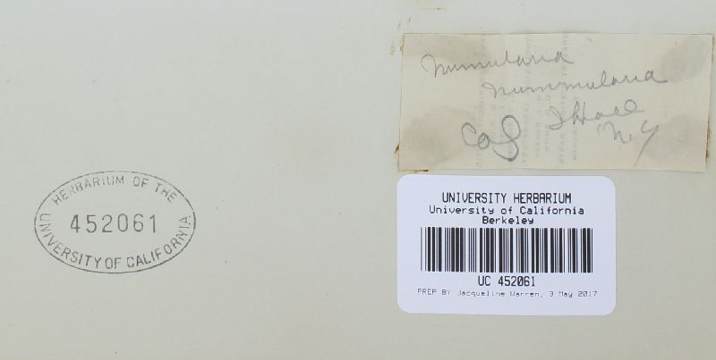 Nummularia reyesiana image