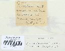 Tranzschelia pruni-spinosae image