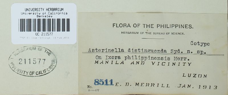 Microthyriaceae image