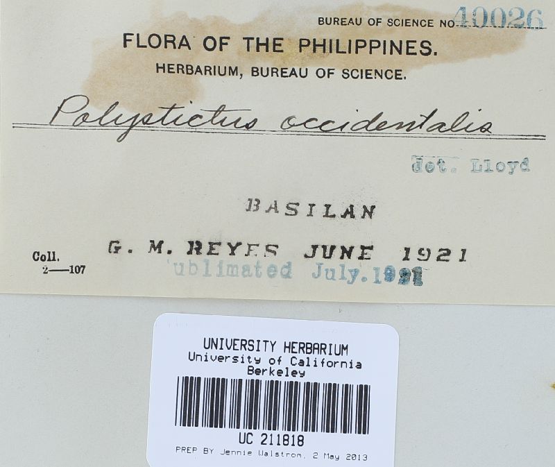 Funalia polyzona image